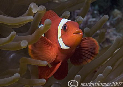 Spinecheek Anemone Fish
Siladen, N. Sulawesi.
60mm. by Mark Thomas 